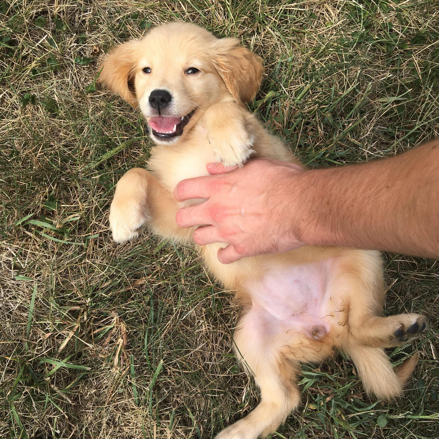 Our first big life change...Maggie! The smallest golden retriever puppy there ever was