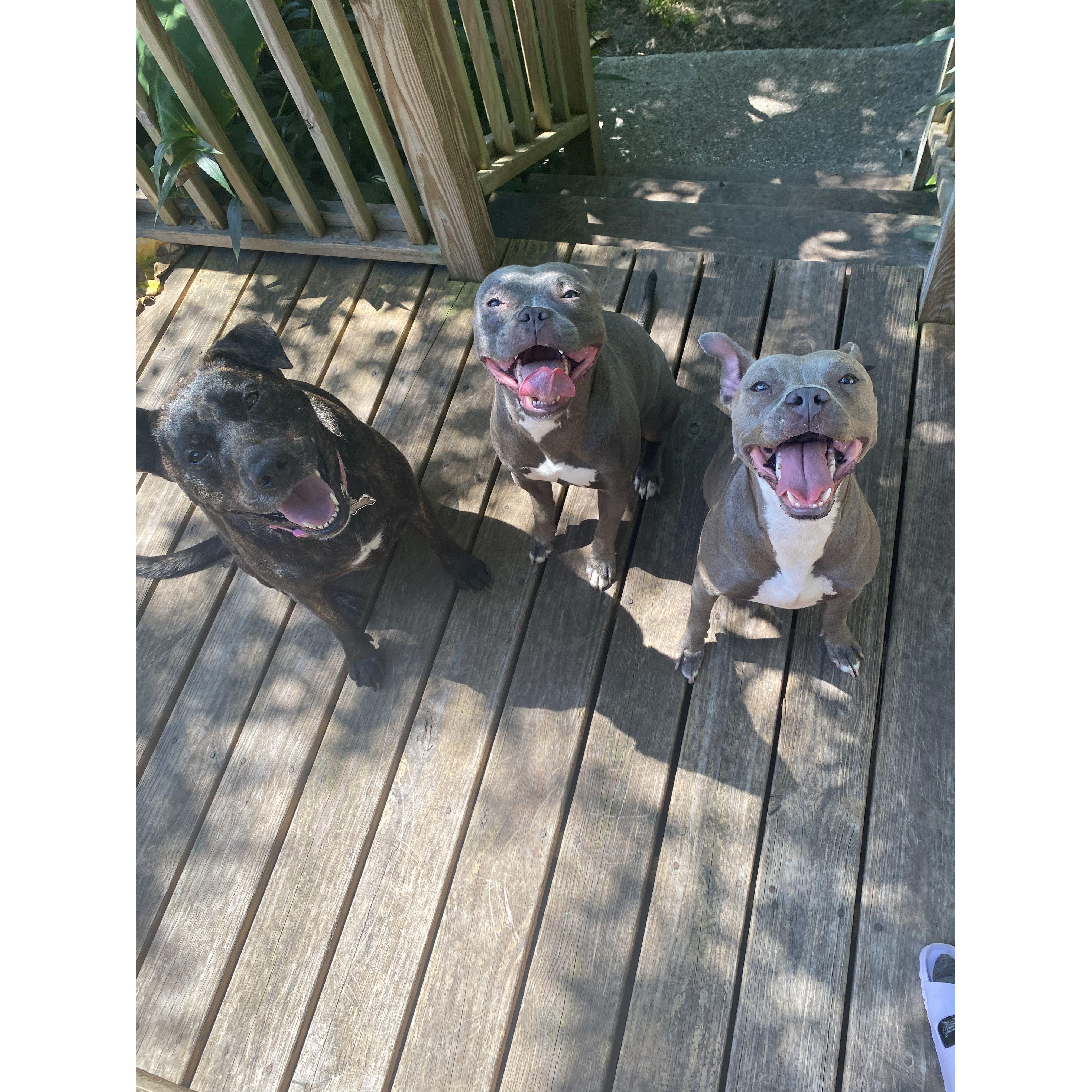 Nova, Adonis, & Athena ❤️
