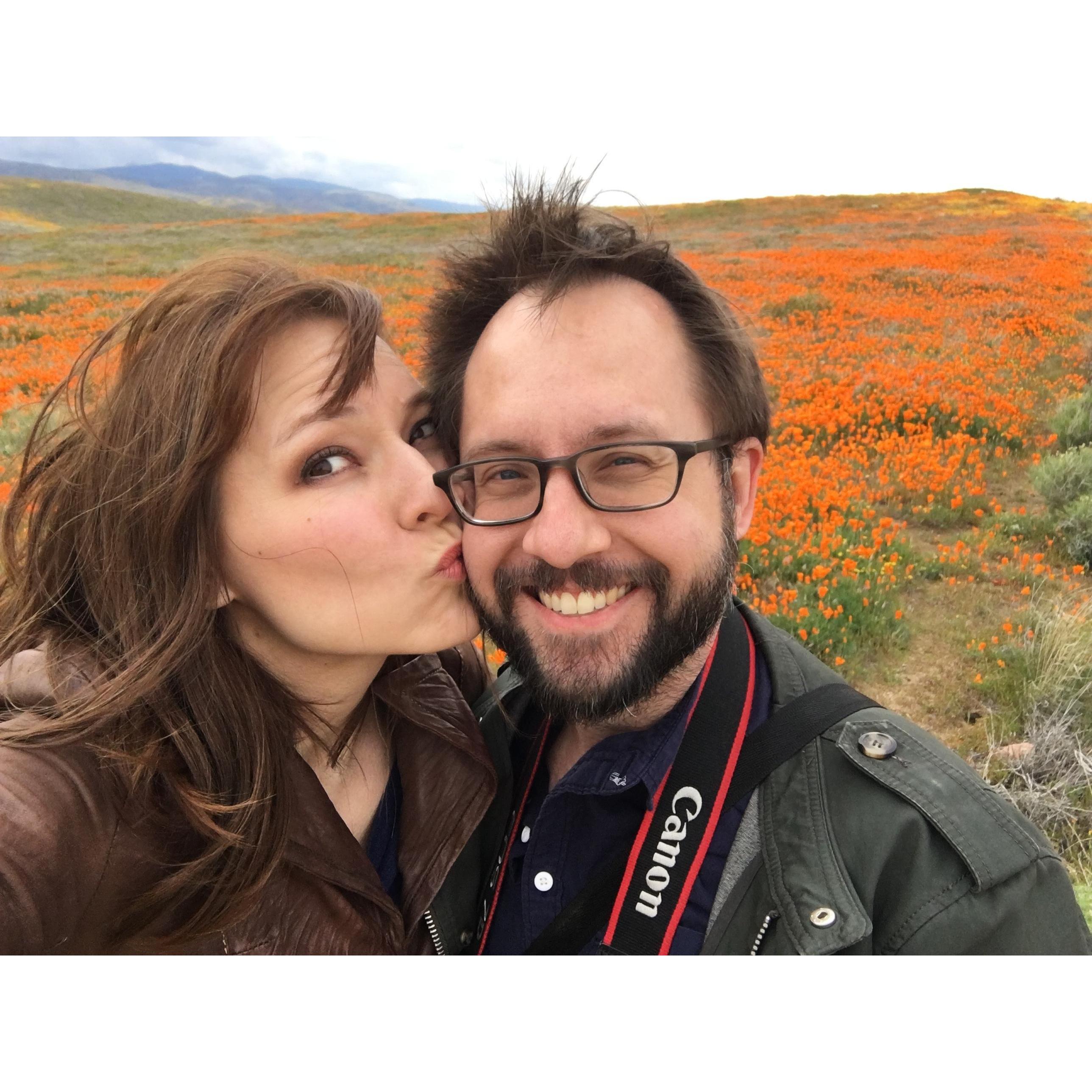 Superbloom of poppies