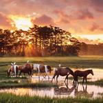 Chincoteague National Wildlife Refuge