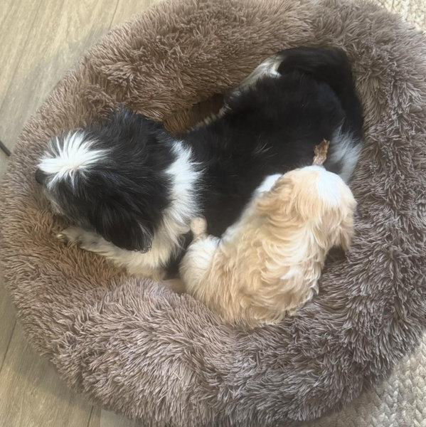 🐾 The Puppy Fund 🐾