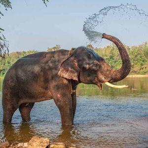 Elephant Safari Park