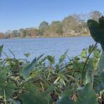 Milford Wampold Memorial Park AKA LSU Lakes