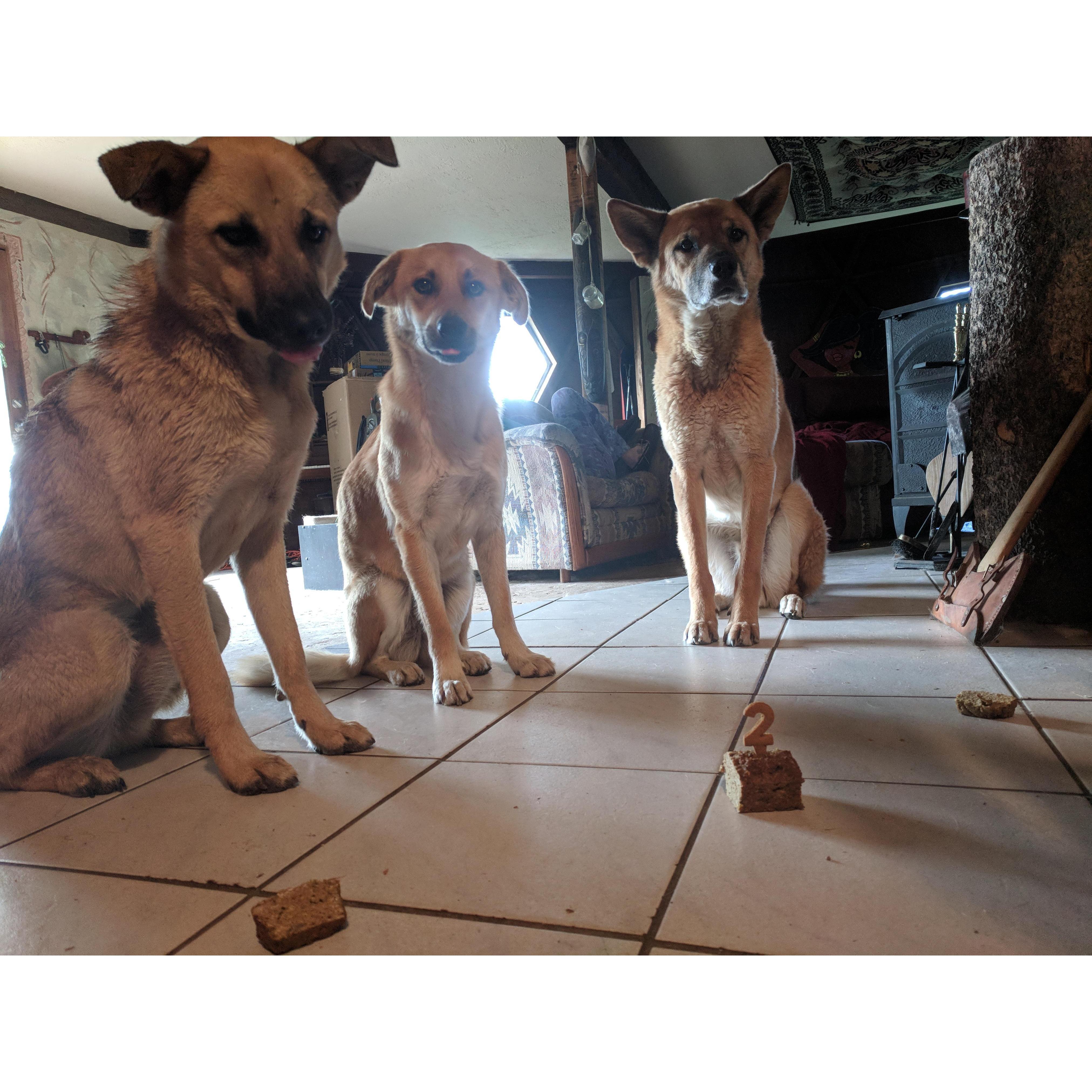Happy second birthday to Juniper and Dizzy. This was shortly after Hannah and Randy starting living together in the infamous "Dome House."