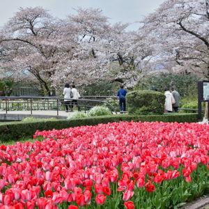 Honeymoon: Day at the Kyoto Botanical Gardens