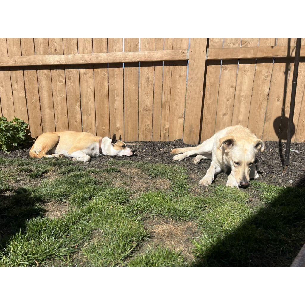Our sunshine puppies refusing to come in the shade