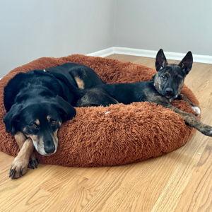 Love Mutts Rescue
