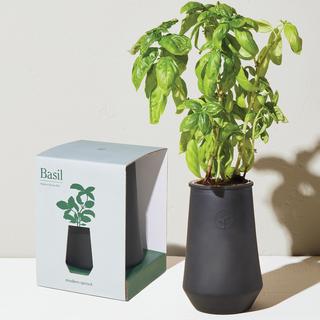 Basil Tumbler