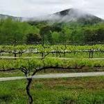 Sharp Mountain Vineyards