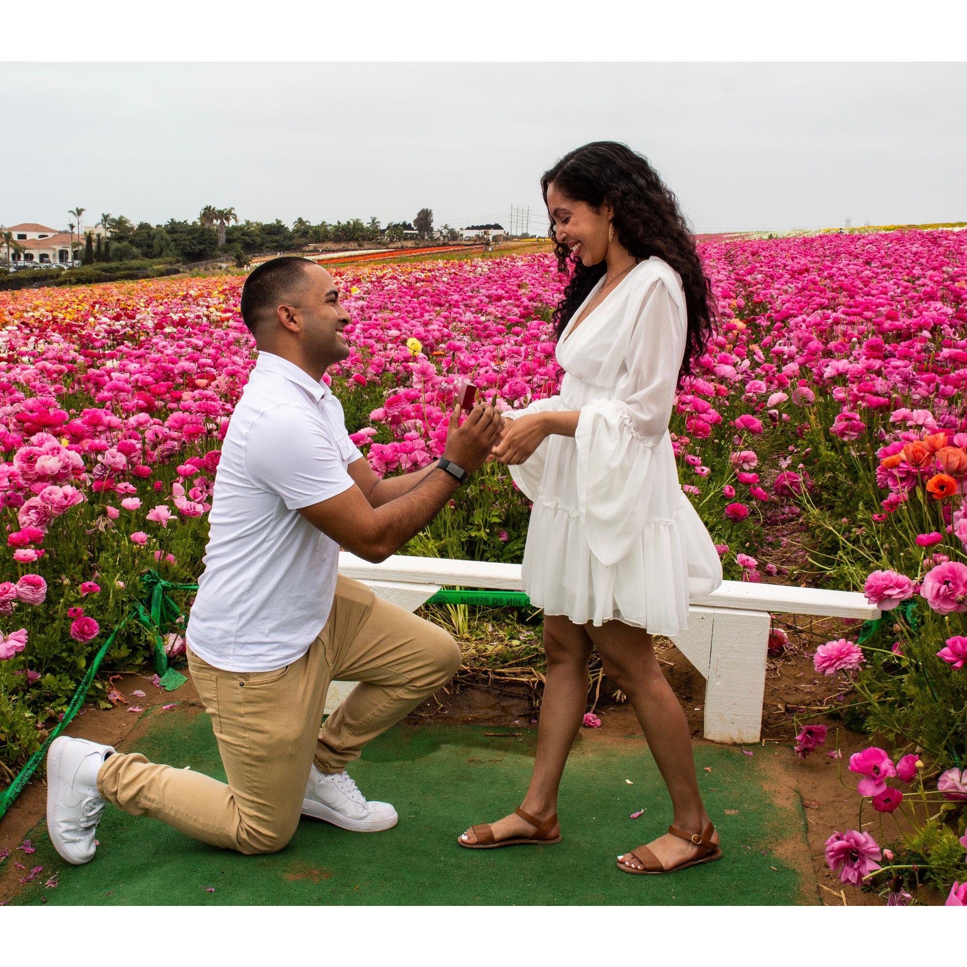 The day Pedro proposed at the Carlsbad Flower Fields
