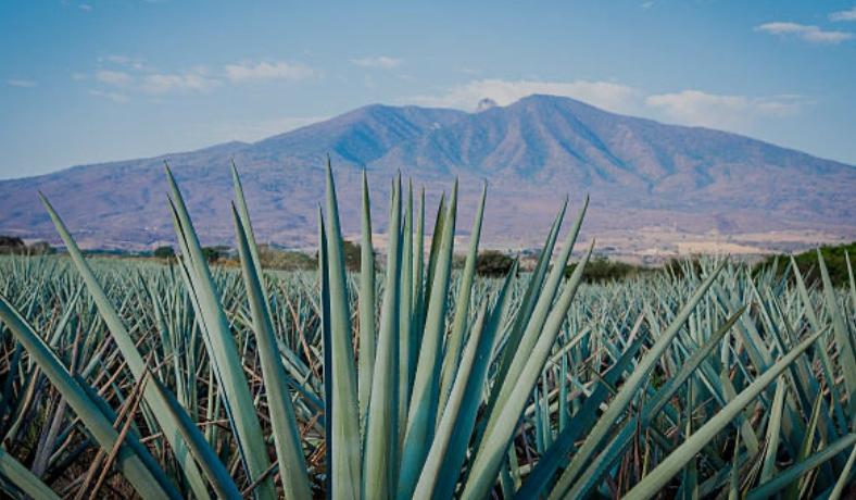 The Wedding Website of Ashley Knaggs and James Stockham