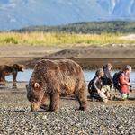Alaska Bear Adventures