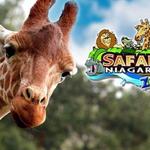 Safari Niagara