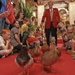 The Peabody Ducks