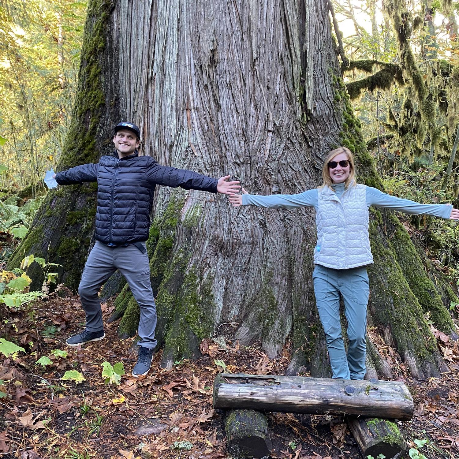 A 500 year old Cedar.📍Rockport State Park, WA