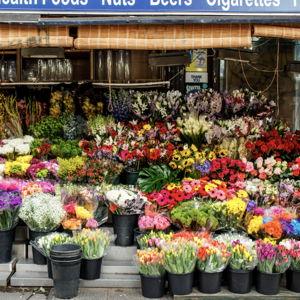 1 MONTH OF BODEGA FLOWERS <3