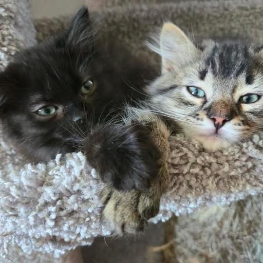 Foster Kitten Supplies