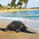 Poipu Beach