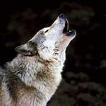 Lakota Wolf Preserve