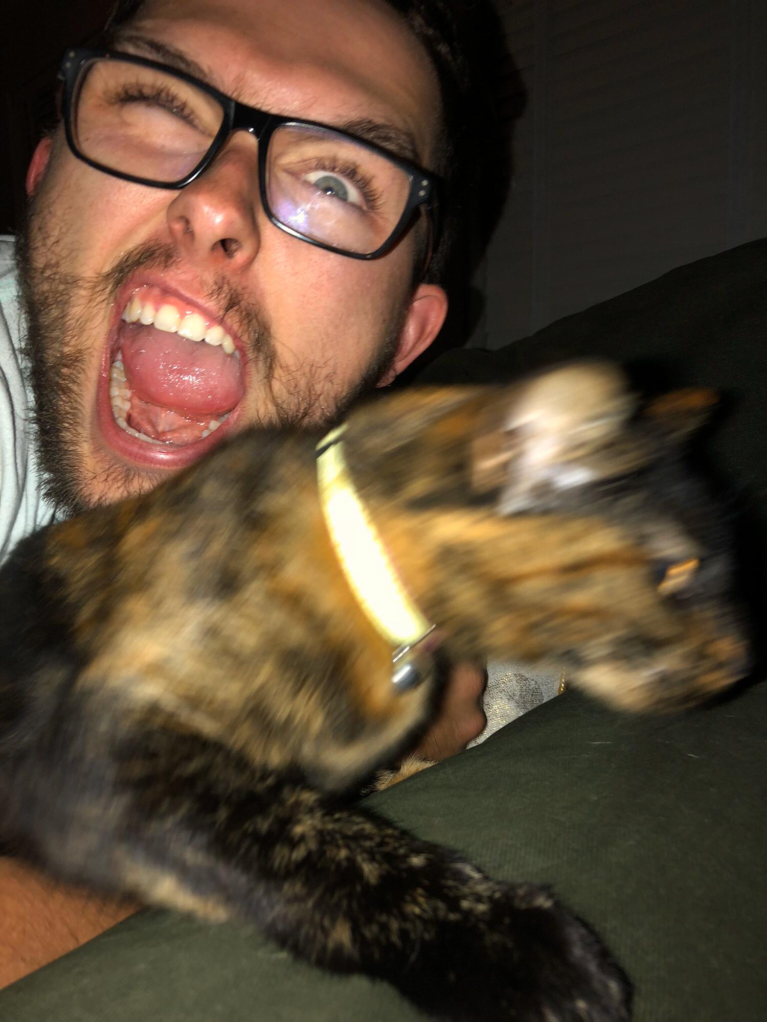 cats