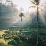 Tegalalang Rice Fields