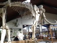 Tate Geological Museum