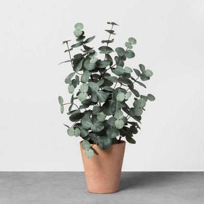 Faux Eucalyptus in Terracotta Pot - Hearth & Hand™ with Magnolia