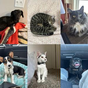 Pets Fund
