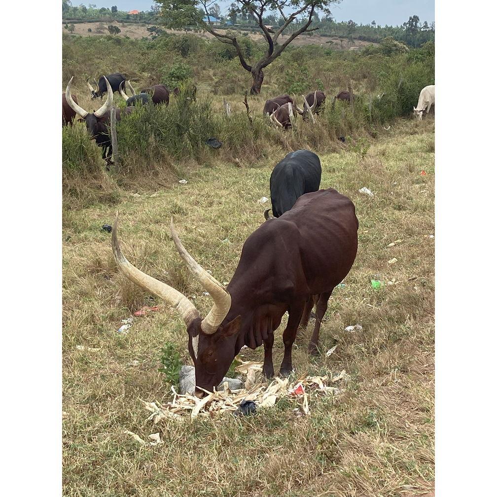 Ankole Cattle, September 2023