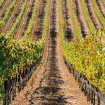 Santa Barbara Wine Country Tours