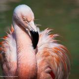 Houston Zoo
