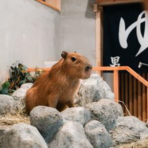 Capybara Cafe Tickets