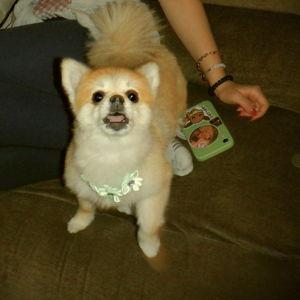 Evie Obedience School Fund :,)