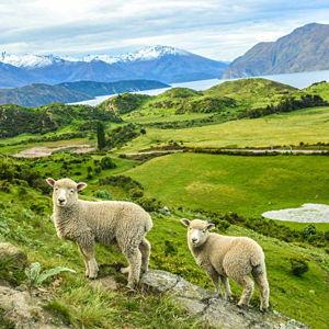 Honeymoon in New Zealand (Beeeee or Baaaaa 🐑)