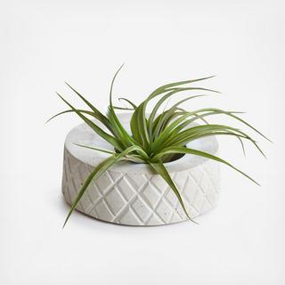 Pineapple Planter with Air Plant