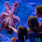 Newport Aquarium