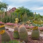 Desert Botanical Garden
