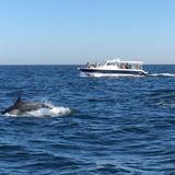 Dolphin Watching & Snorkeling Muscat