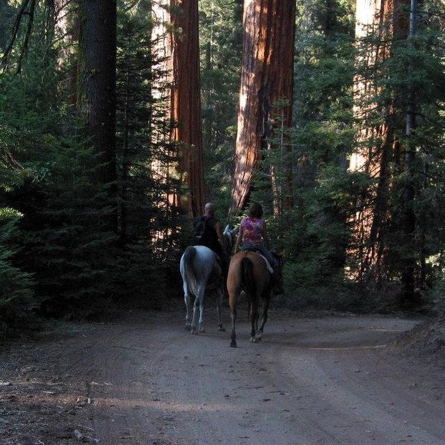 Redwoods Horseback Riding For Two