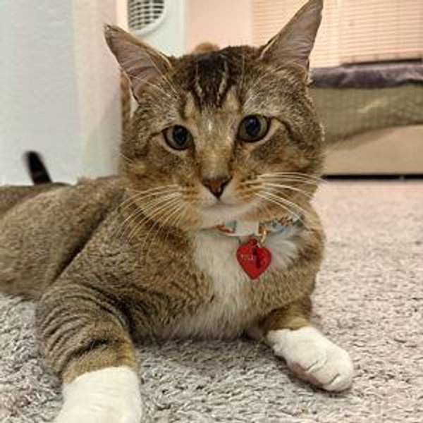 Donation to True Companions Animal Shelter