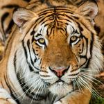 Tiger Creek Animal Sanctuary