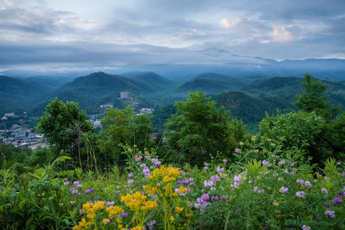 The Wedding Website of Sarah-Elizabeth Polley and Nazul Cornejo-Arroyo