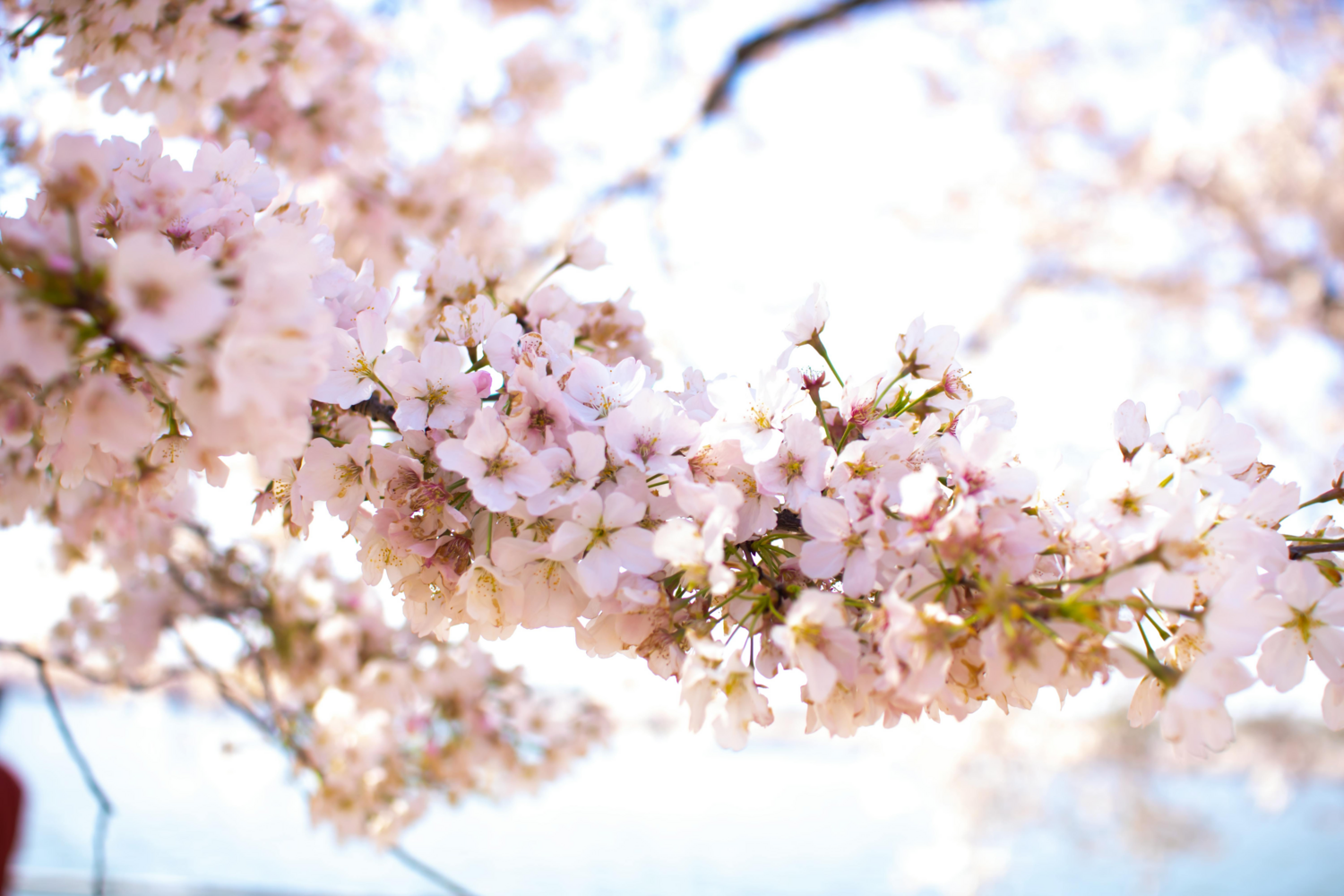 The Wedding Website of Crystal Clark and Christopher Clark