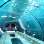 OdySea Aquarium