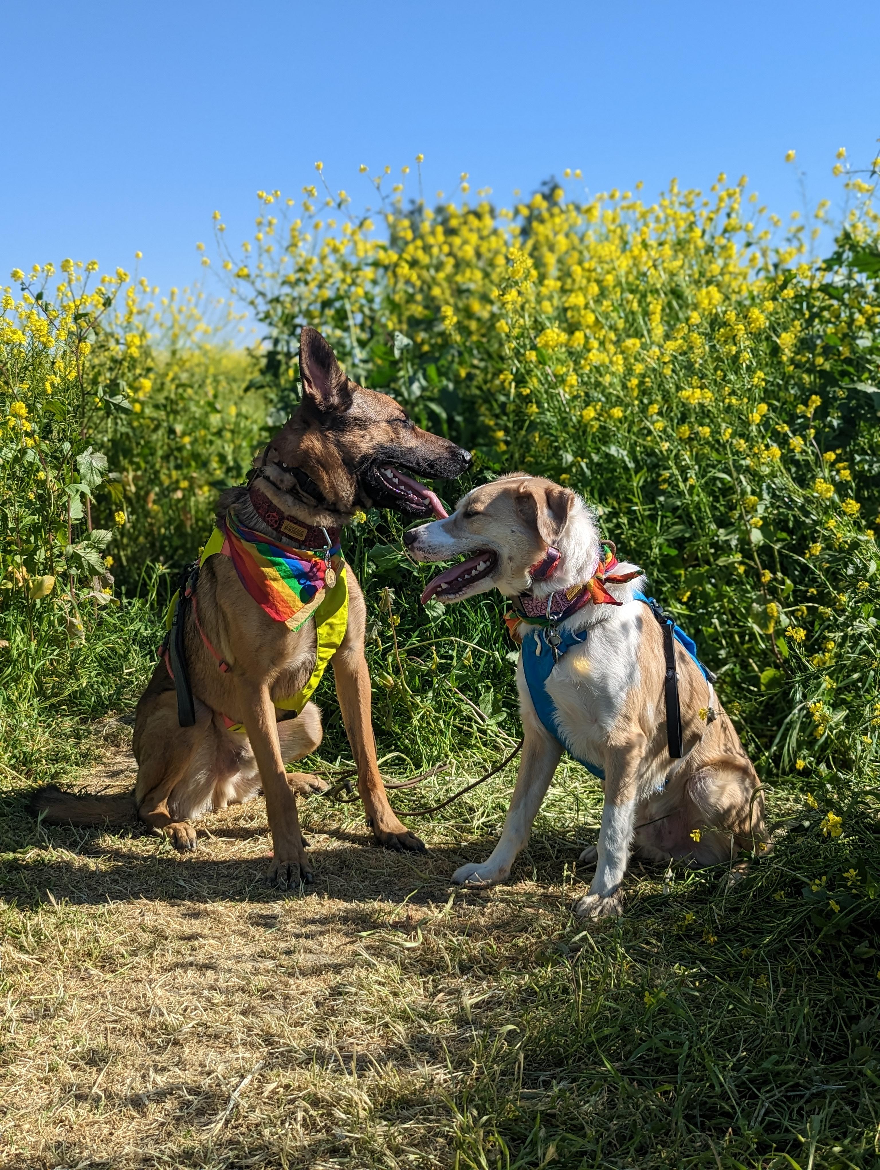 The Wedding Website of Delaney Nagel and Jade Maffey