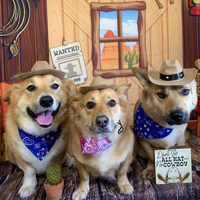 Year's Supply Of Pet Treats