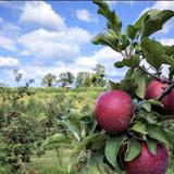 B.J. Reece Orchards