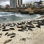 La Jolla Cove