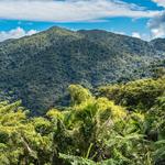 El Yunque National Forest