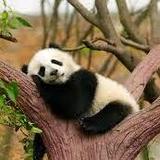 Chengdu Panda Research Center